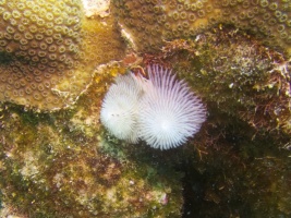 Christmas Tree Worm IMG 5388